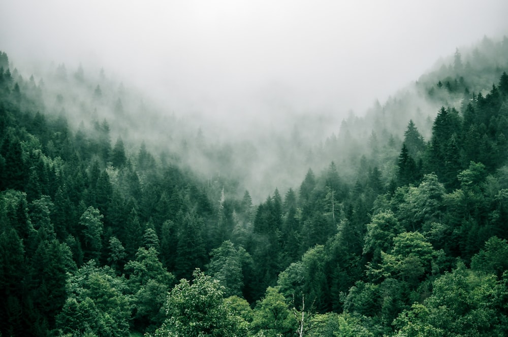 Forest Canopy