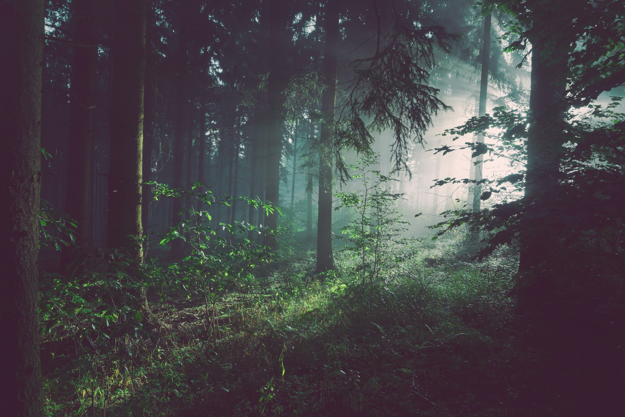 Deep Forest