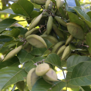 Karanj Tree3