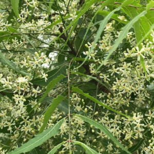 neem trees3