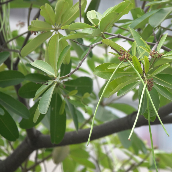 Saptparni Tree