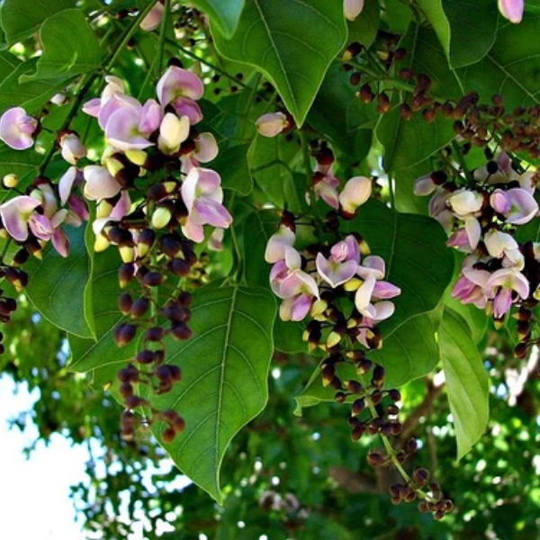 Karanj ( Kaanji ) Tree