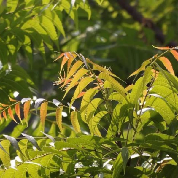 Neem Tree