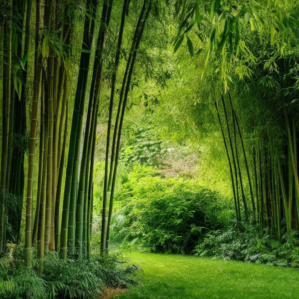 Bamboo Tree