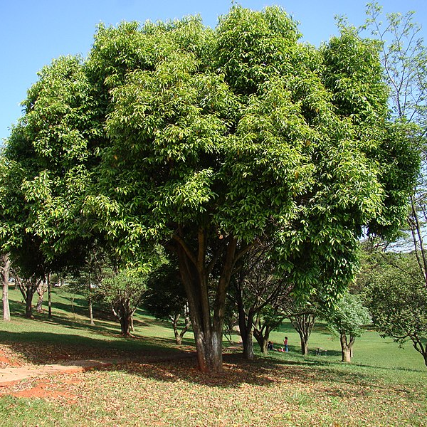 Janbun Tree