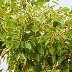 Pipal Tree2