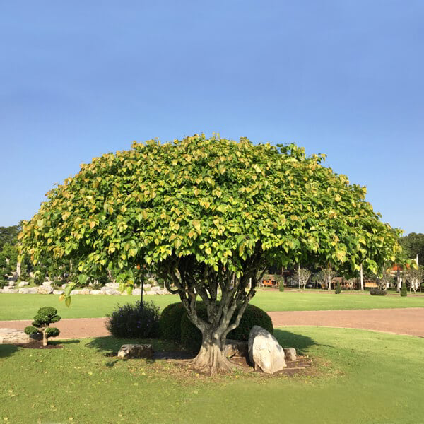 Pipal Tree